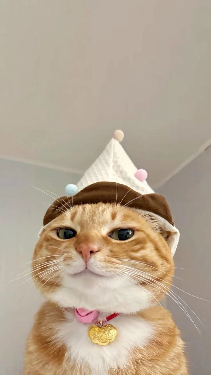 realistic kitten dp hd 