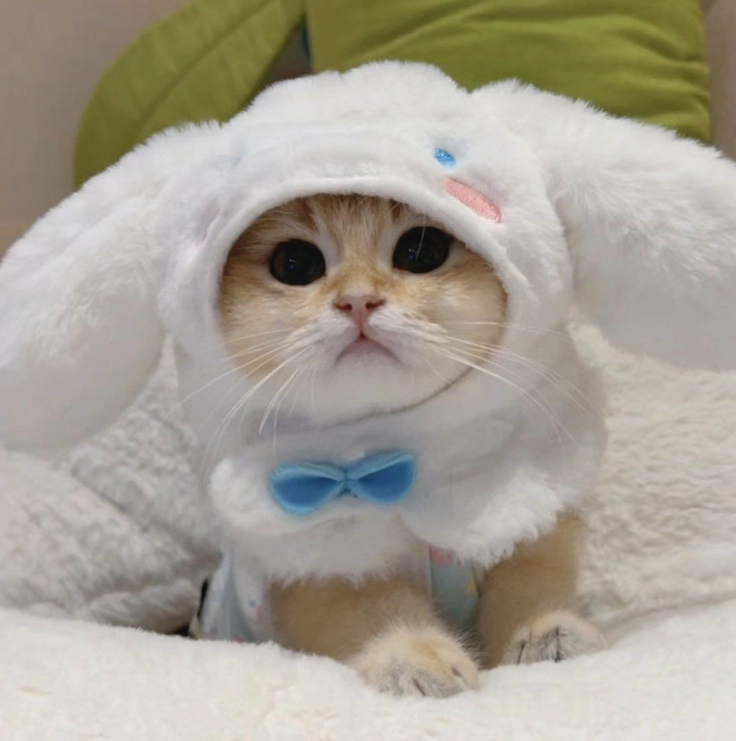 twin kitten dp pictures 