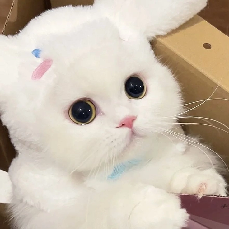 adorable kitten dp images 