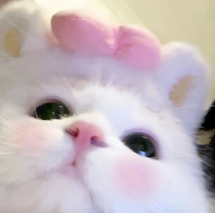 cute kitten with flower dp 