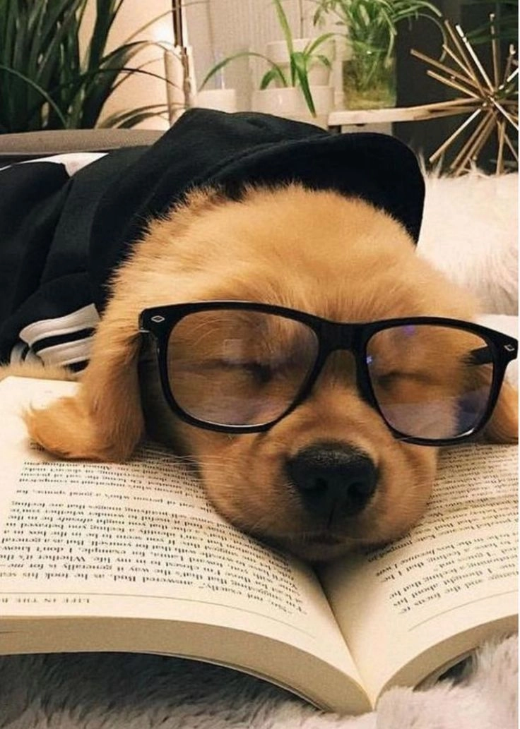 cute puppies for dp with fur 