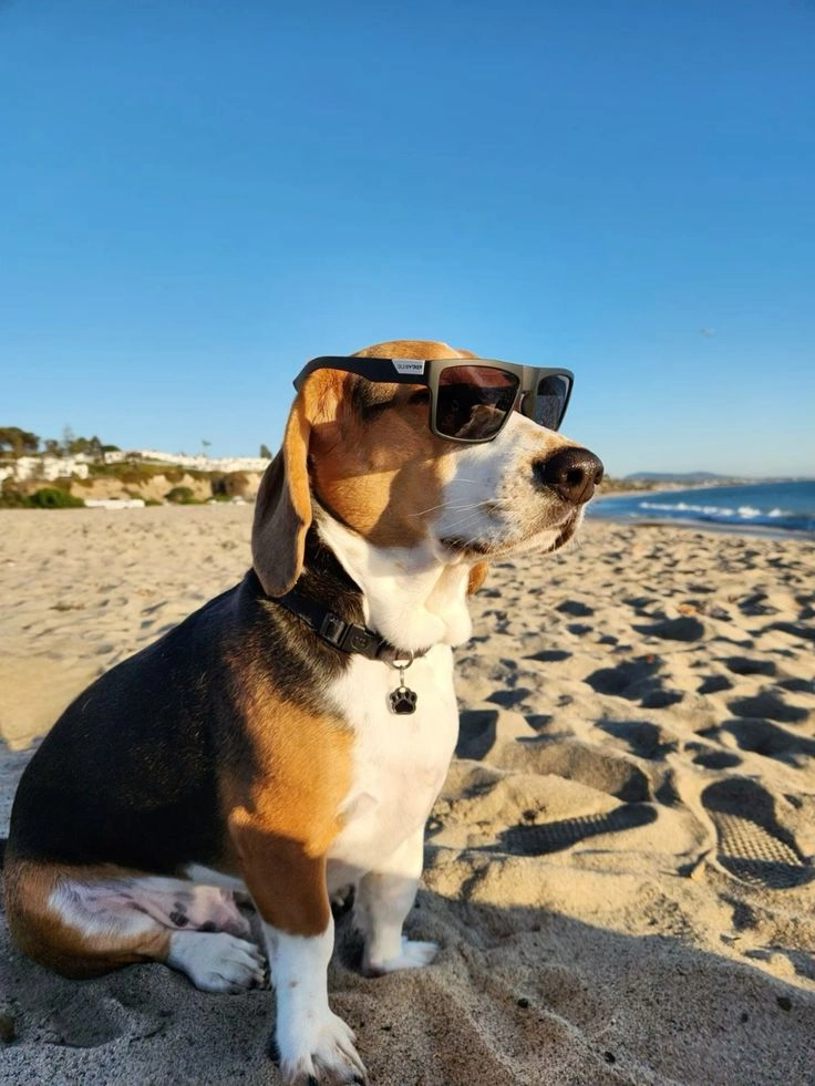 cute puppy pics for dp 