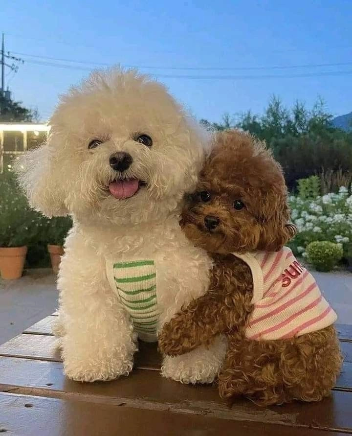 cute puppy images for dp 