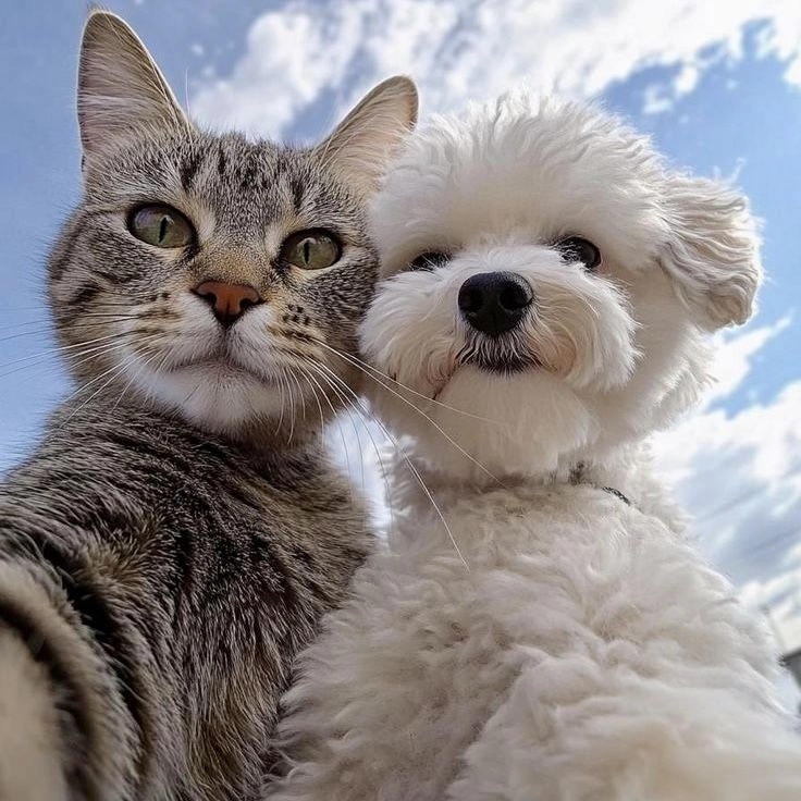 cute puppies dog dp for whatsapp 