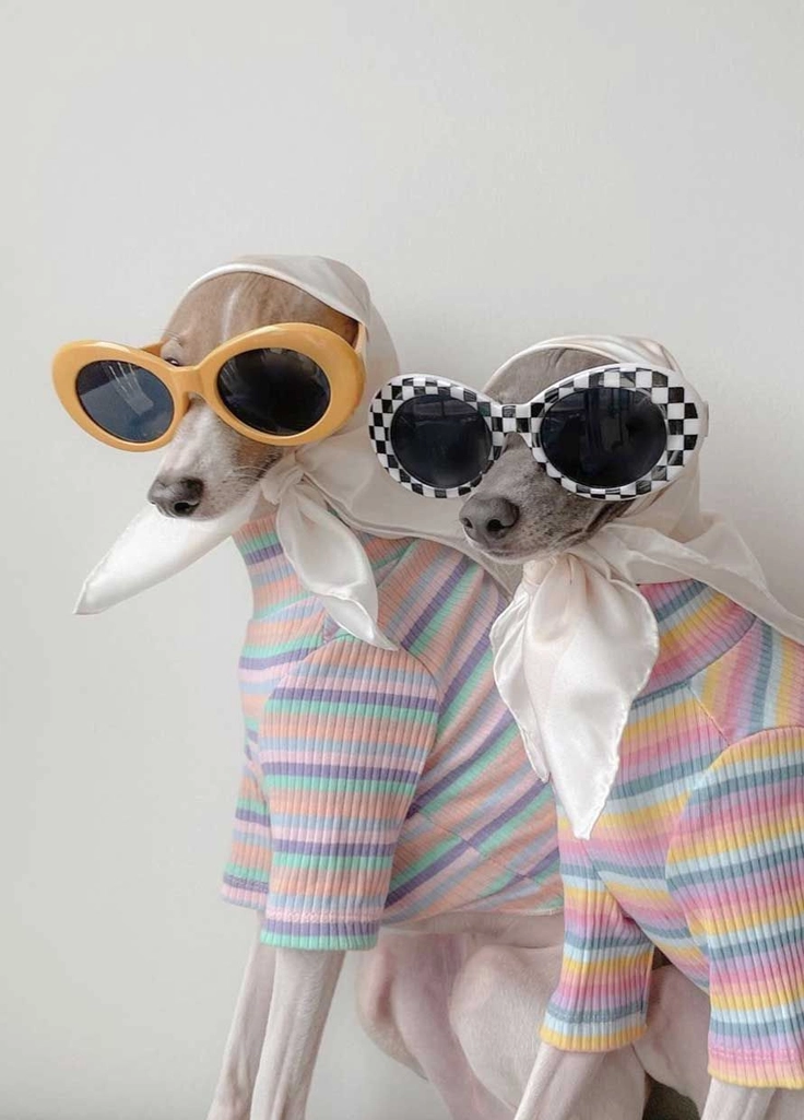 nobivac puppy dp 