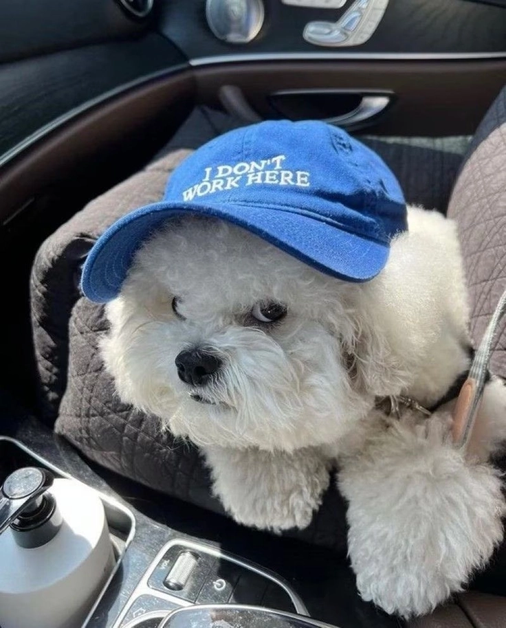 cute puppy dp for whatsapp 