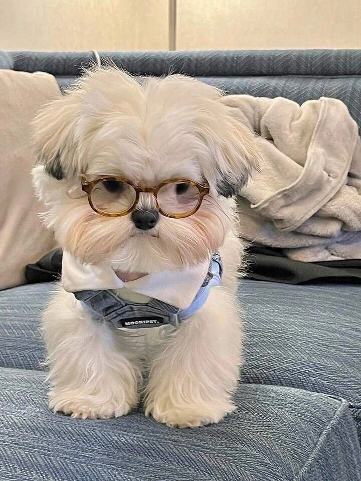 cute puppy dp for instagram 