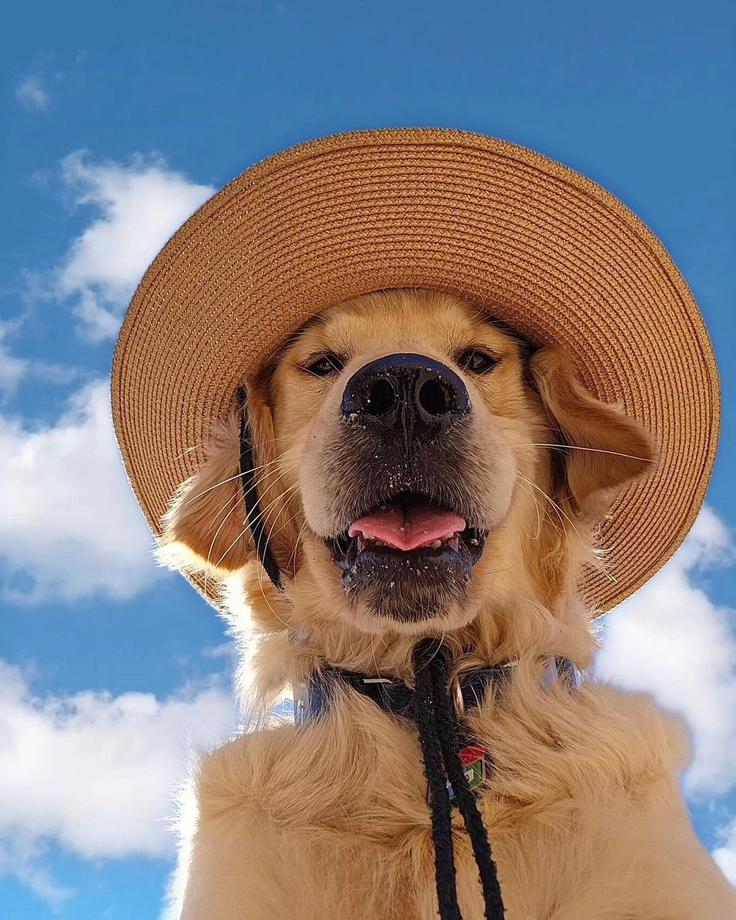 puppy images hd 