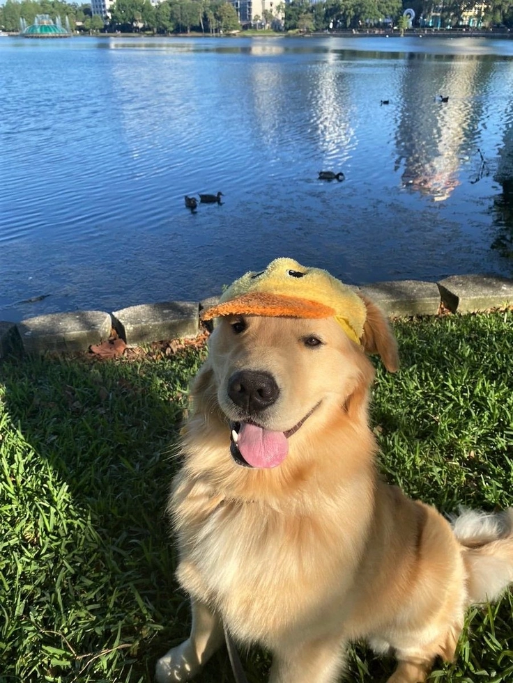 labrador puppy images 