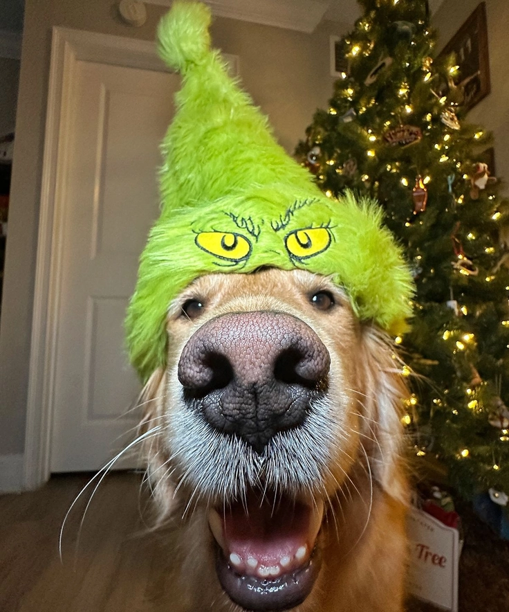 puppy dog images hd 