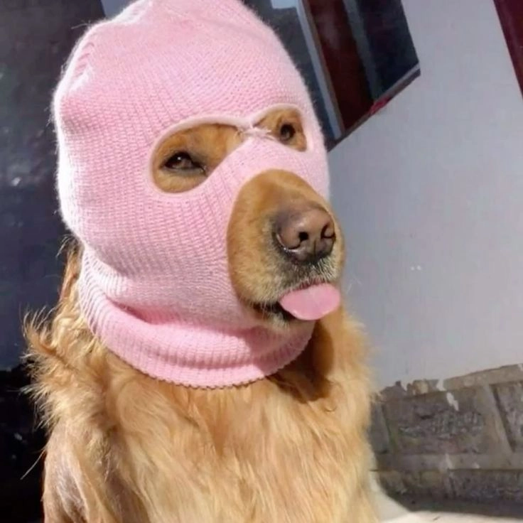 cute puppy dp for girls 