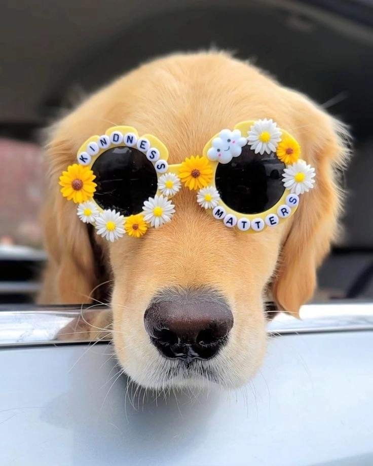 cute puppies images for whatsapp dp hd 