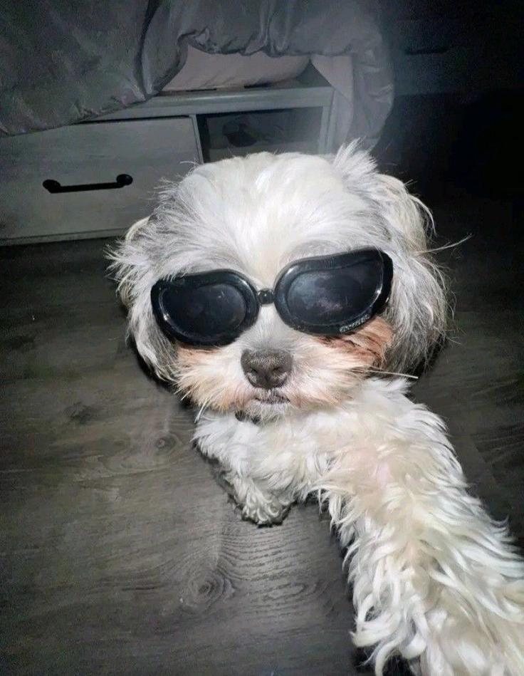 puppy whatsapp dp 