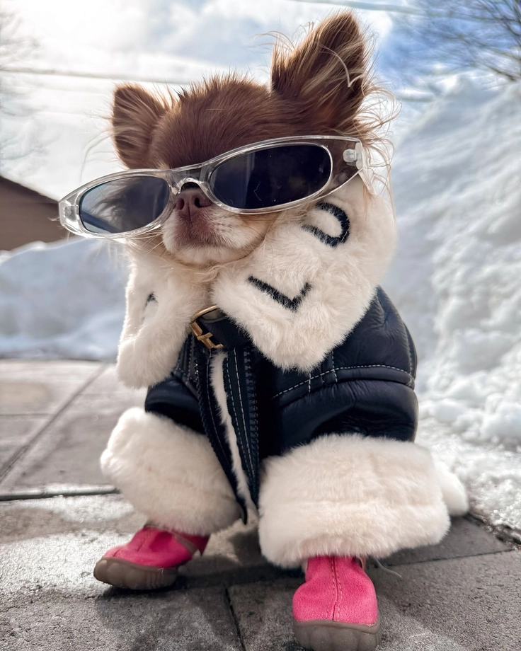 puppy cartoon images 