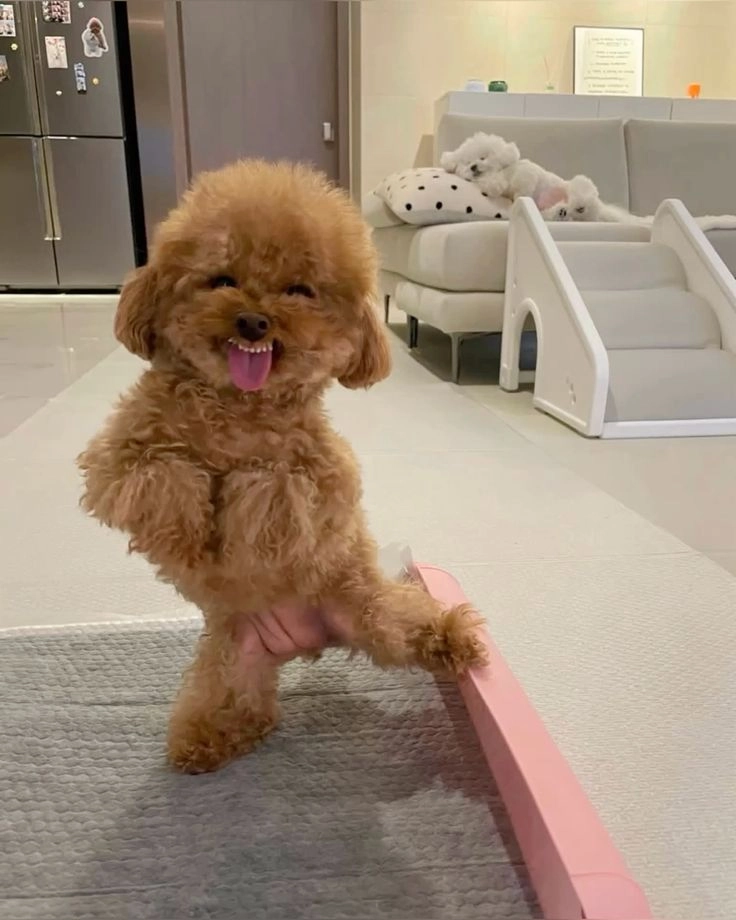 puppy dp price 