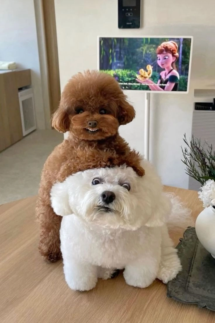 dog and puppy images 