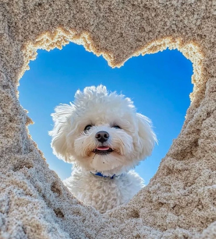 cute puppies images for wallpaper 