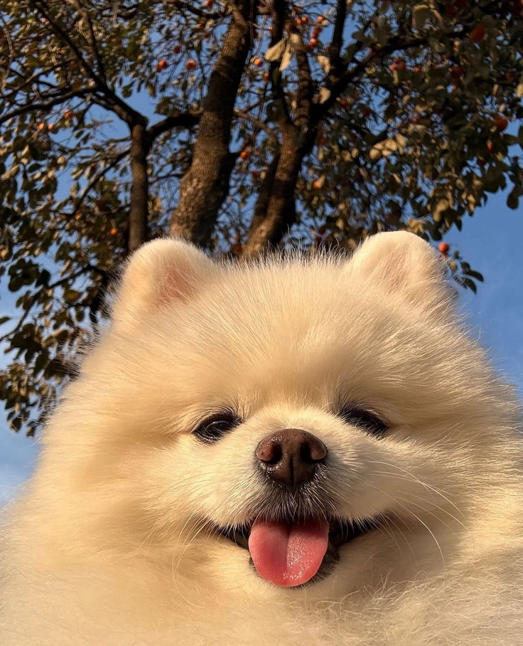 cute baby puppy images hd 