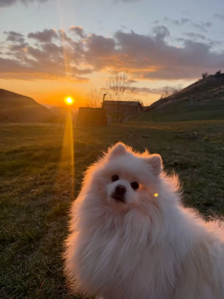 puppy images wallpaper 
