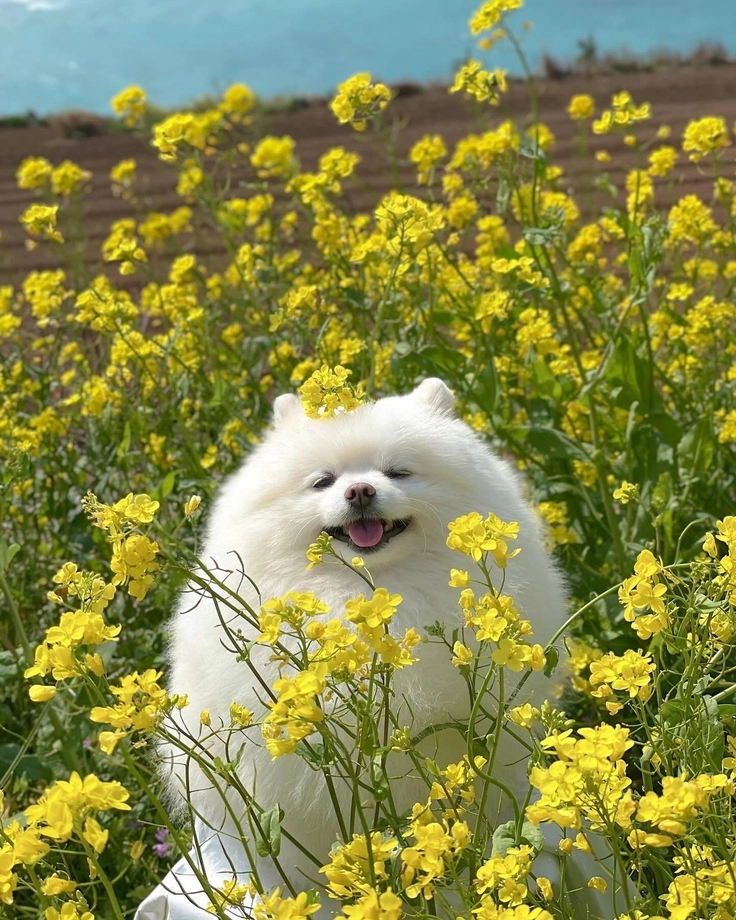cute puppy cartoon images 