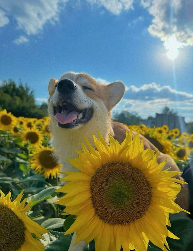 cute puppy dog images 