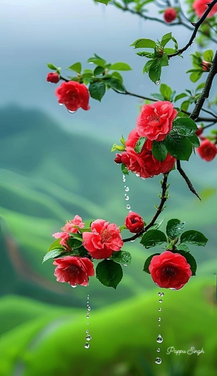 cute flowers dp images