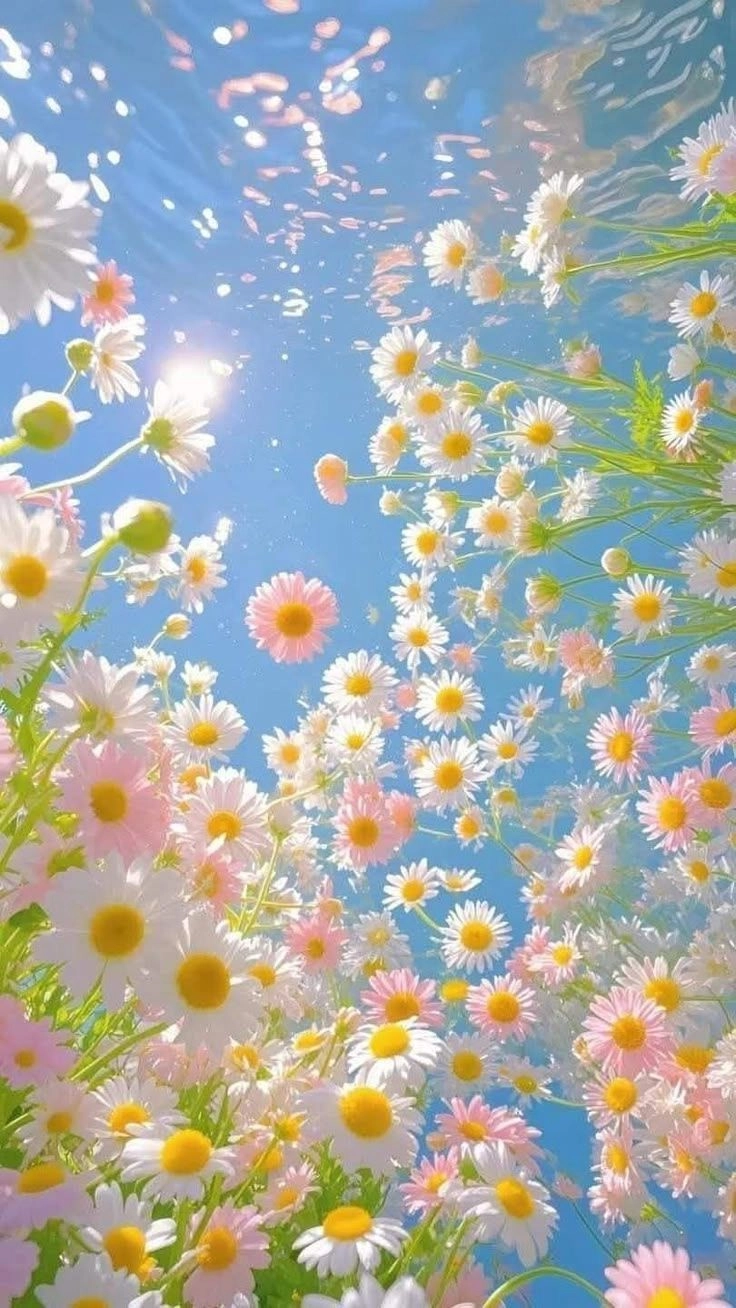flower images for whatsapp dp