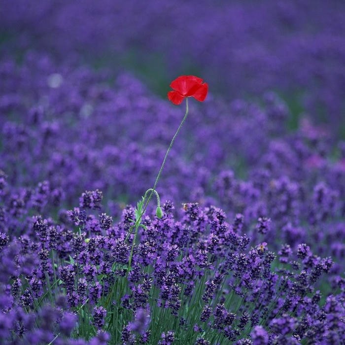 lovely Flower DP for WhatsApp