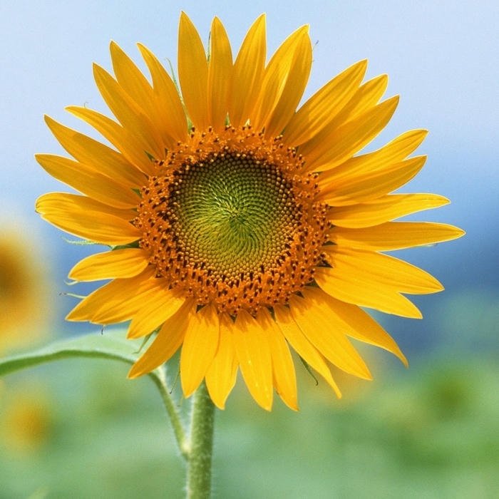 minimal Flower DP for WhatsApp