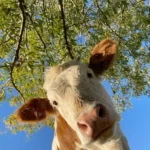 Best 475+ Cute Animal DP, Profile Pics, HD Wallpapers