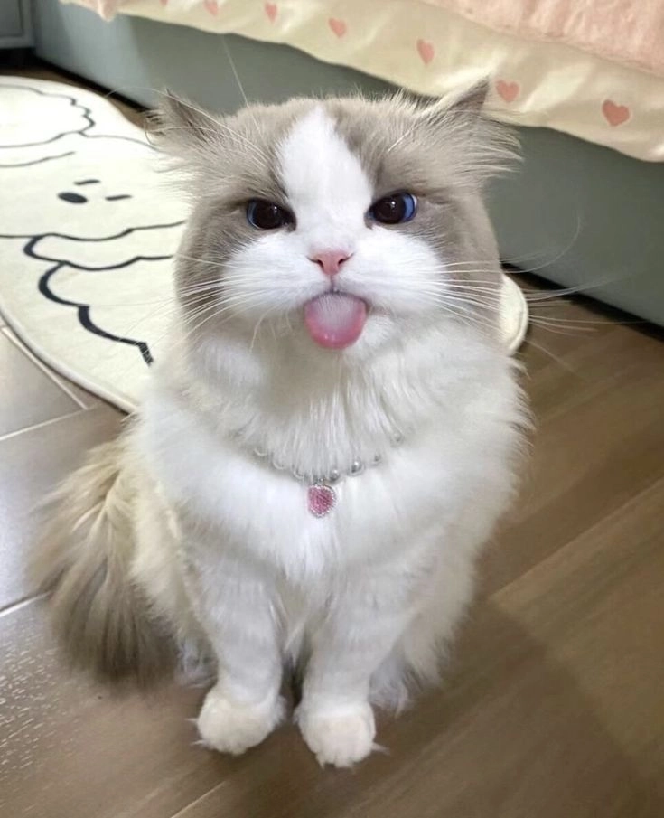 cute animal pics for whatsapp dp