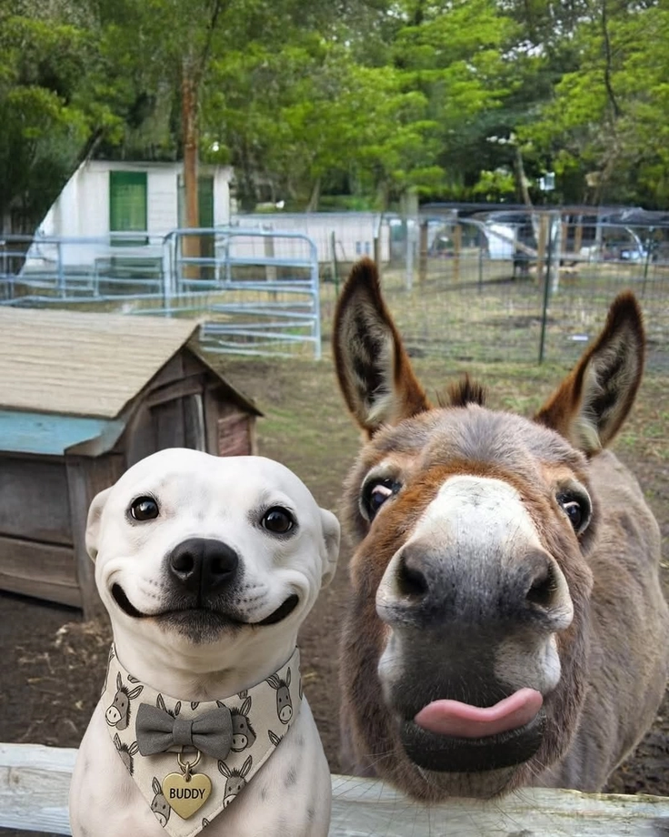 cute dp for whatsapp animal