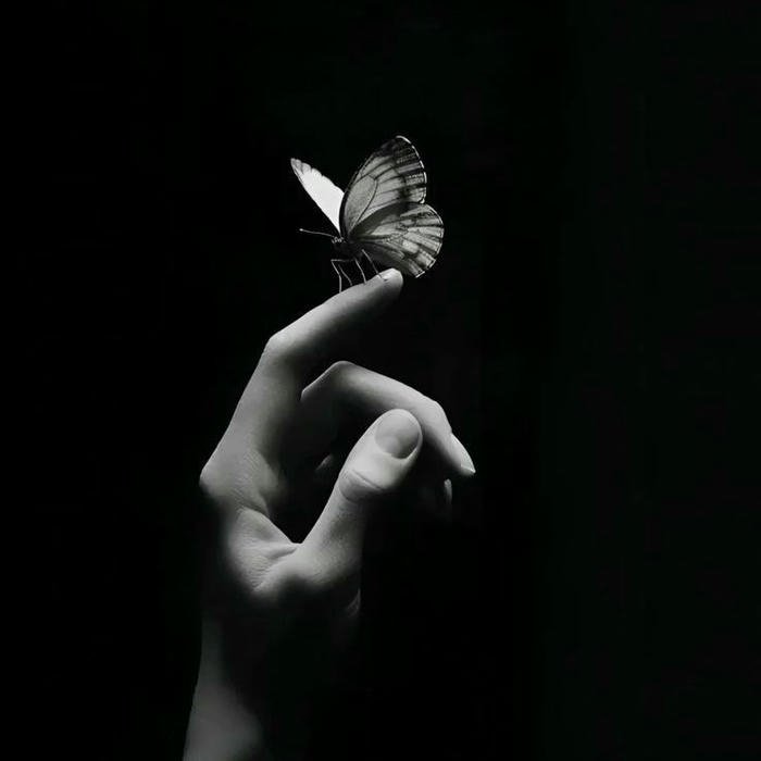 pretty Cute Butterfly DP photo