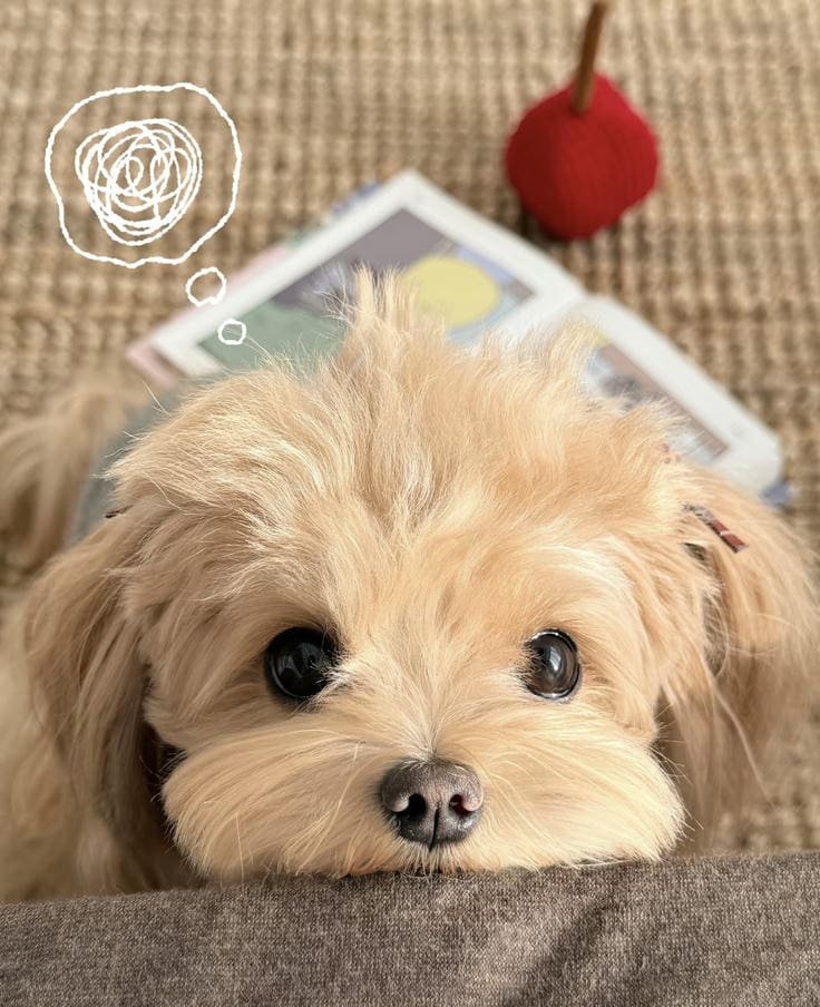 puppy dp picture set perfect for cute aesthetic display