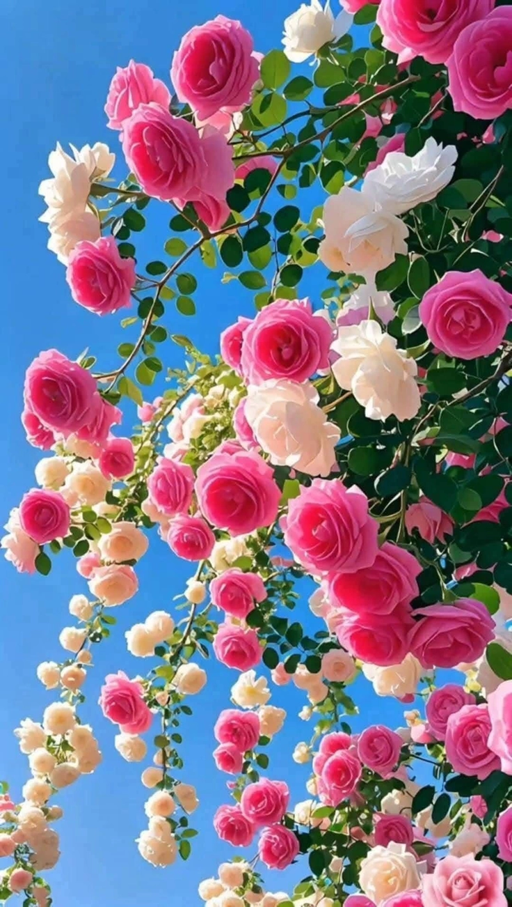 rose flowers with r s for whatsapp dp