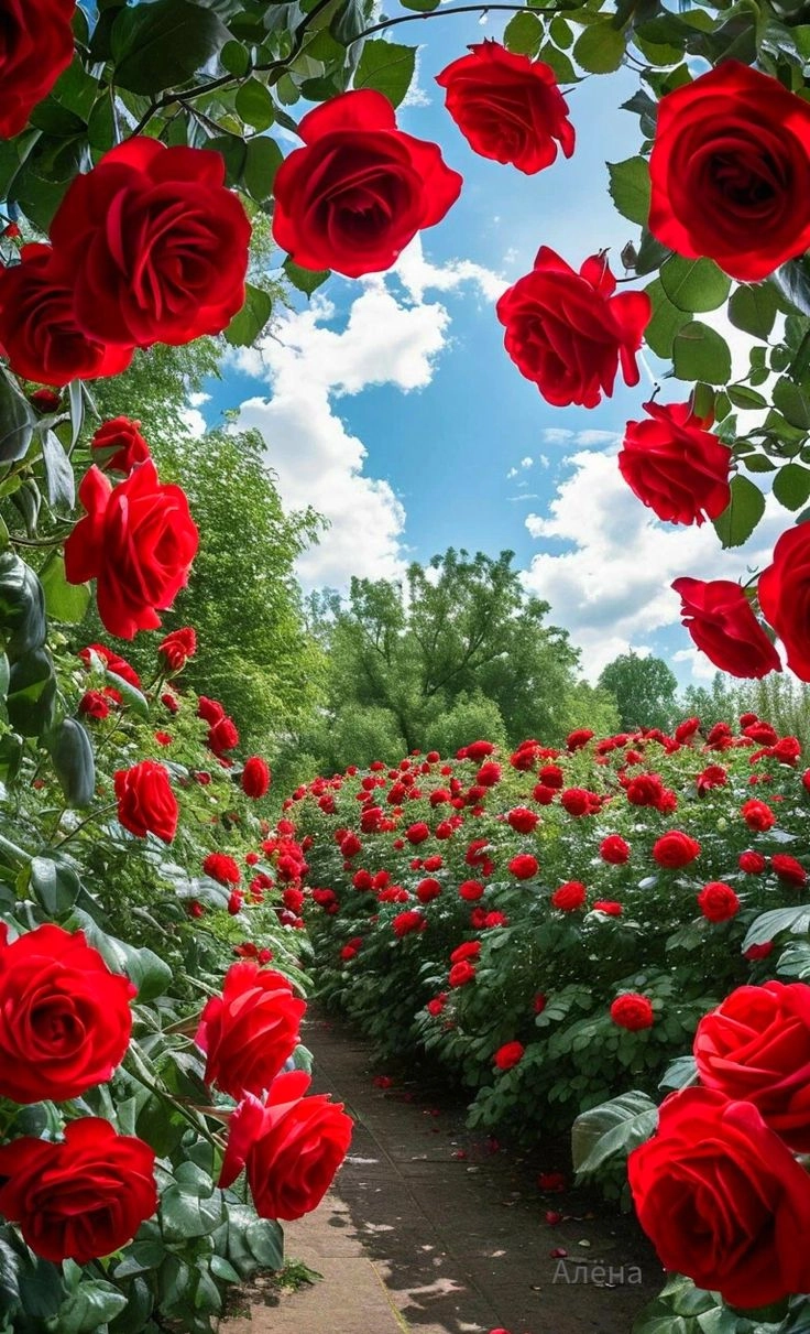 whatsapp dp images yellow rose flowers