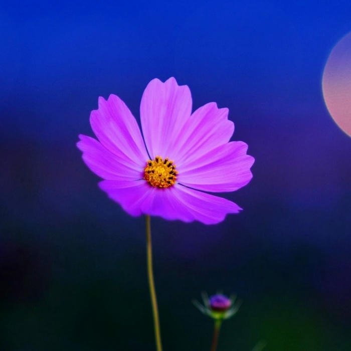 soft Flower DP for WhatsApp