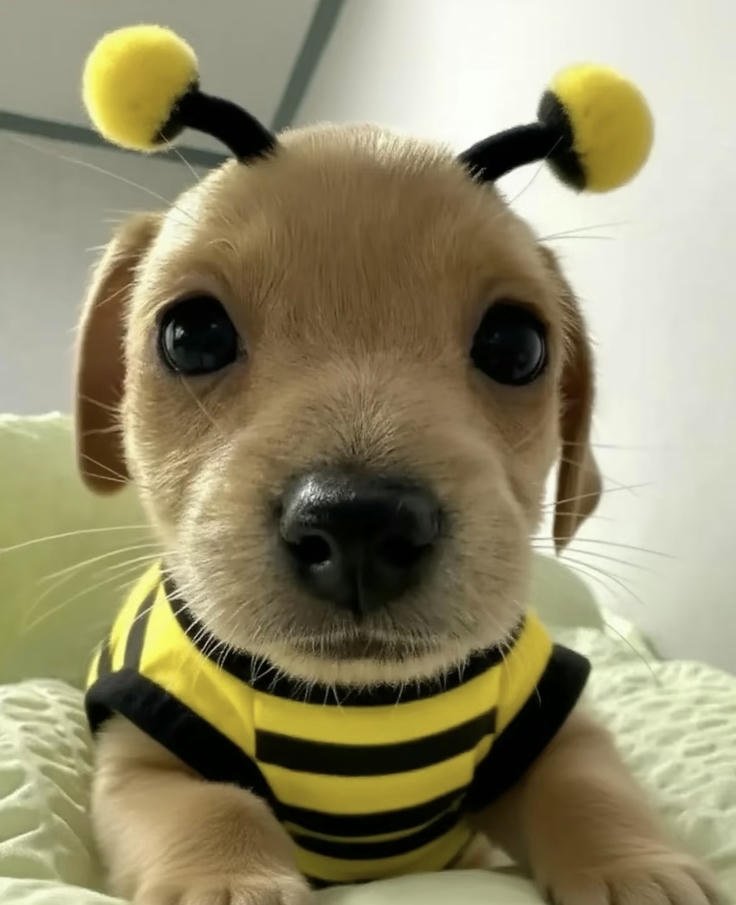 those cute dog pics glowing with warm friendly vibes