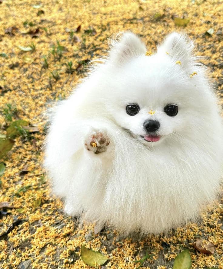 those cute puppy pics crafted for delightful social profiles