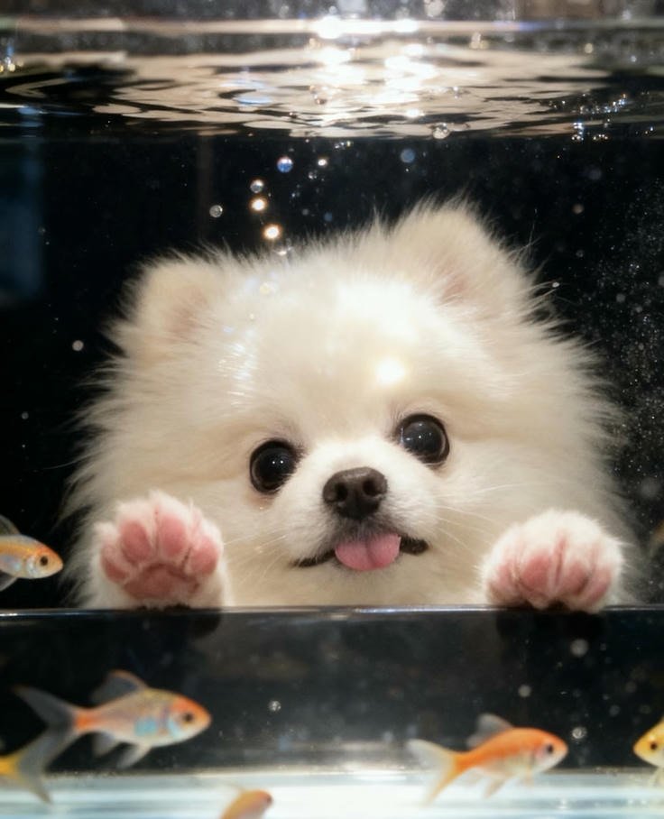 those puppy dp photos showing lovable fluffy dog faces