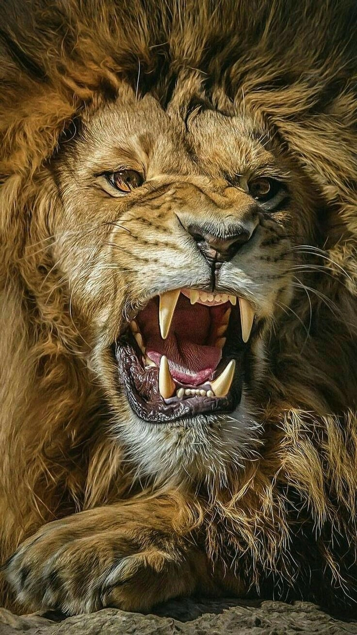 cute animals whatsapp dp