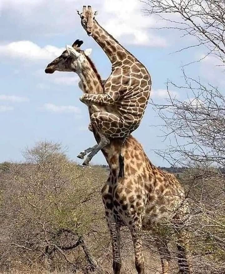 cute animals dp hd