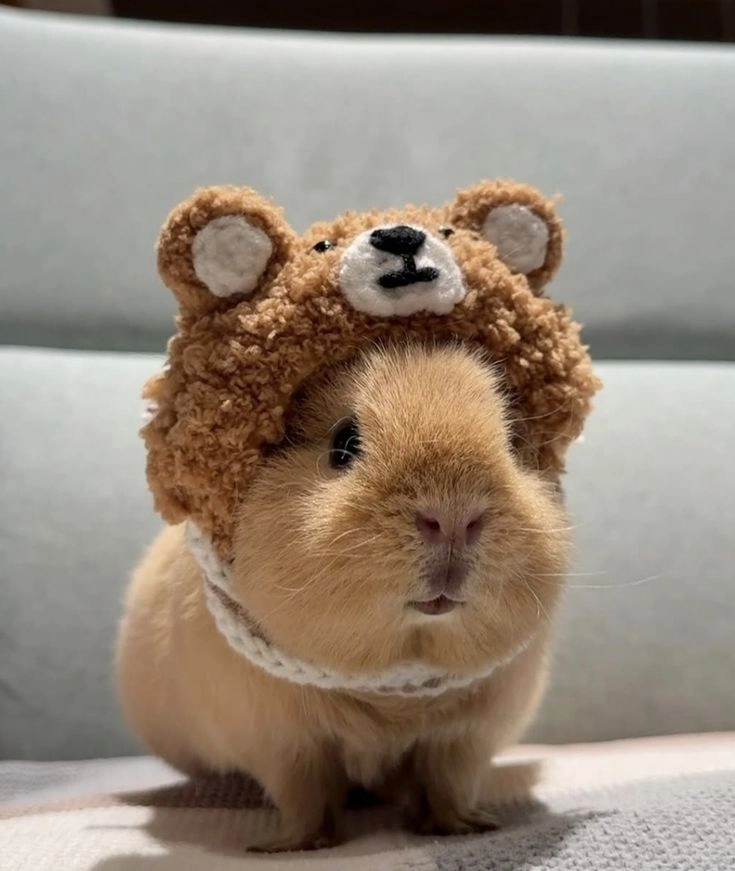 cute animals for whatsapp dp
