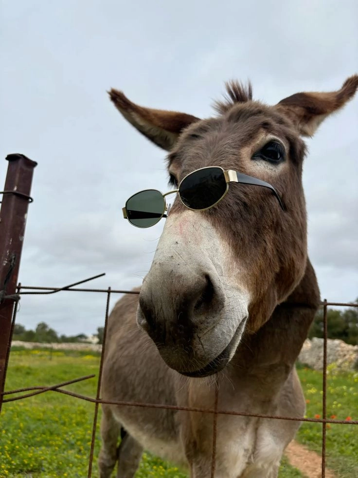 cute animals dp image
