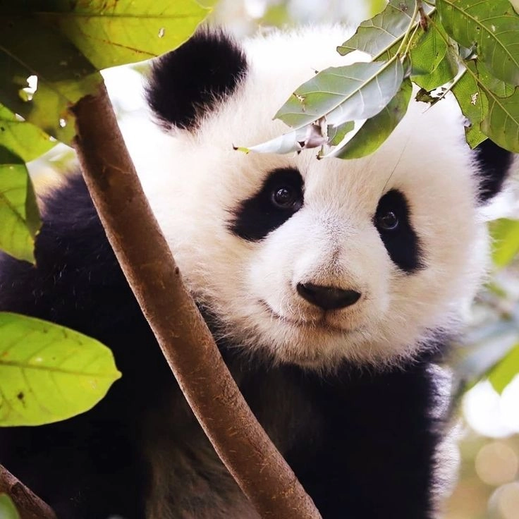 animals dp images