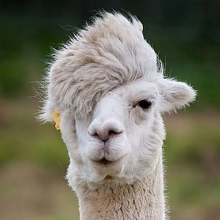 cute animal pictures dp
