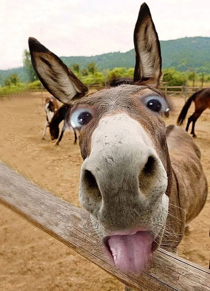 cute dp animals