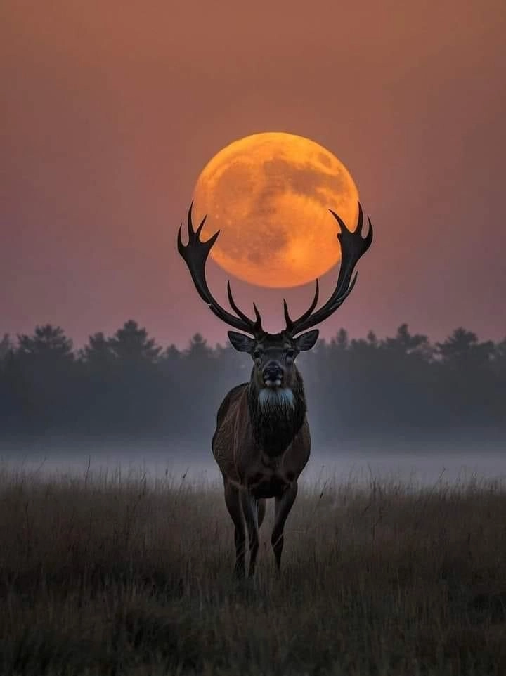 dp of animals