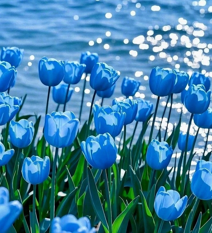 Blue Flowers DP