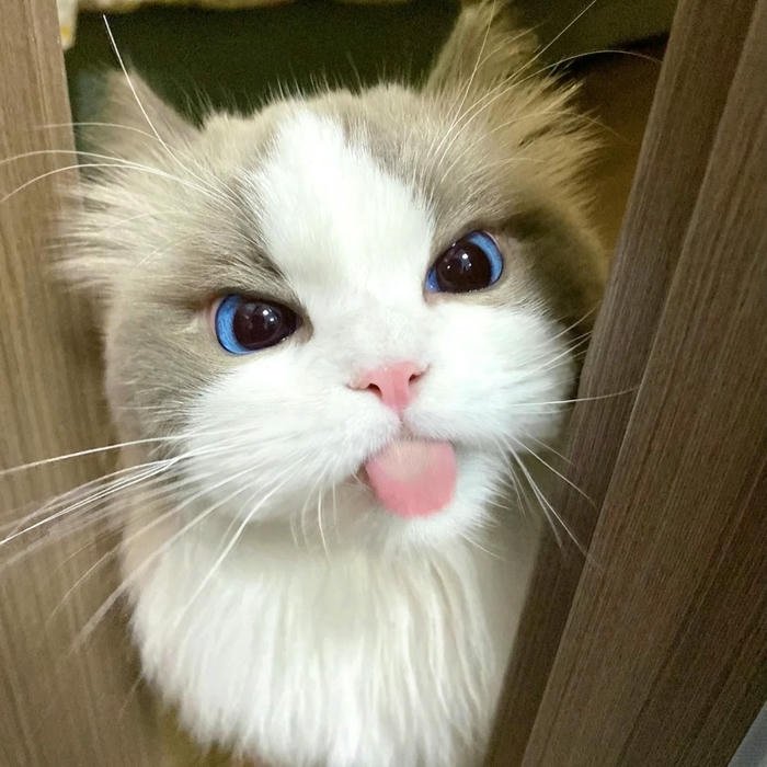 Cute Cat DP for Whatsapp art